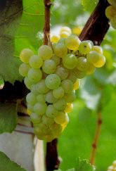 Chardonnay