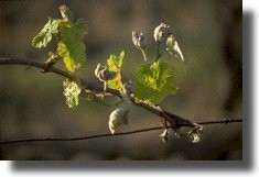 Germoglio danneggiato da una gelata primaverile