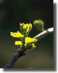 Germoglio appena spuntato da una gemma