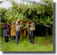 Finalmente si vendemmia !